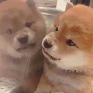 精品一区二区三区密桃
